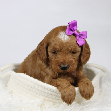 Doris - Available 12/17