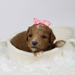 Briana - Available 12/17