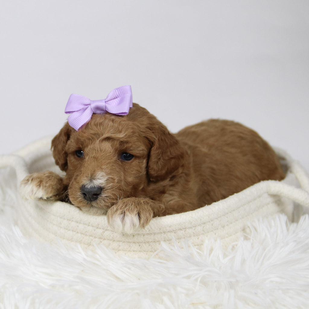 Fiona - Available 12/17