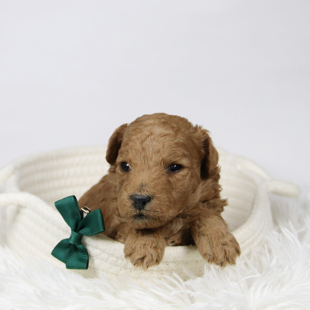 Lorenzo - Available 12/17