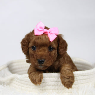 Beth - Available 12/17