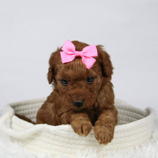 Beth - Available 12/17