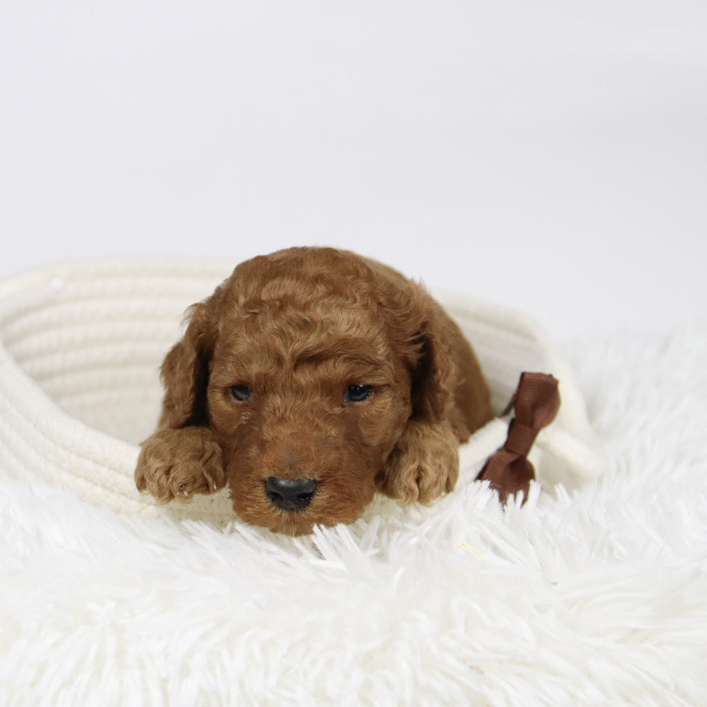 Philip - Available 12/17