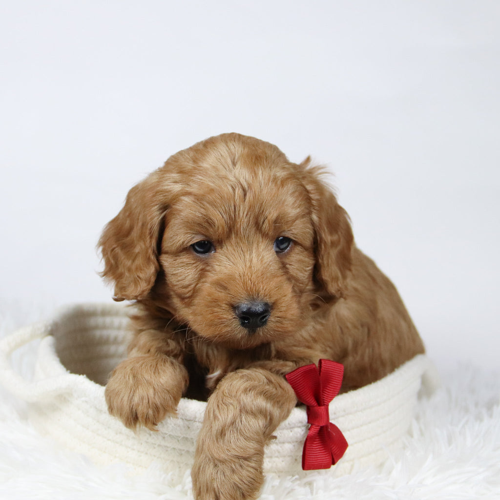 Davis - Available 12/17