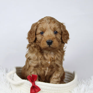 Davis - Available 12/17