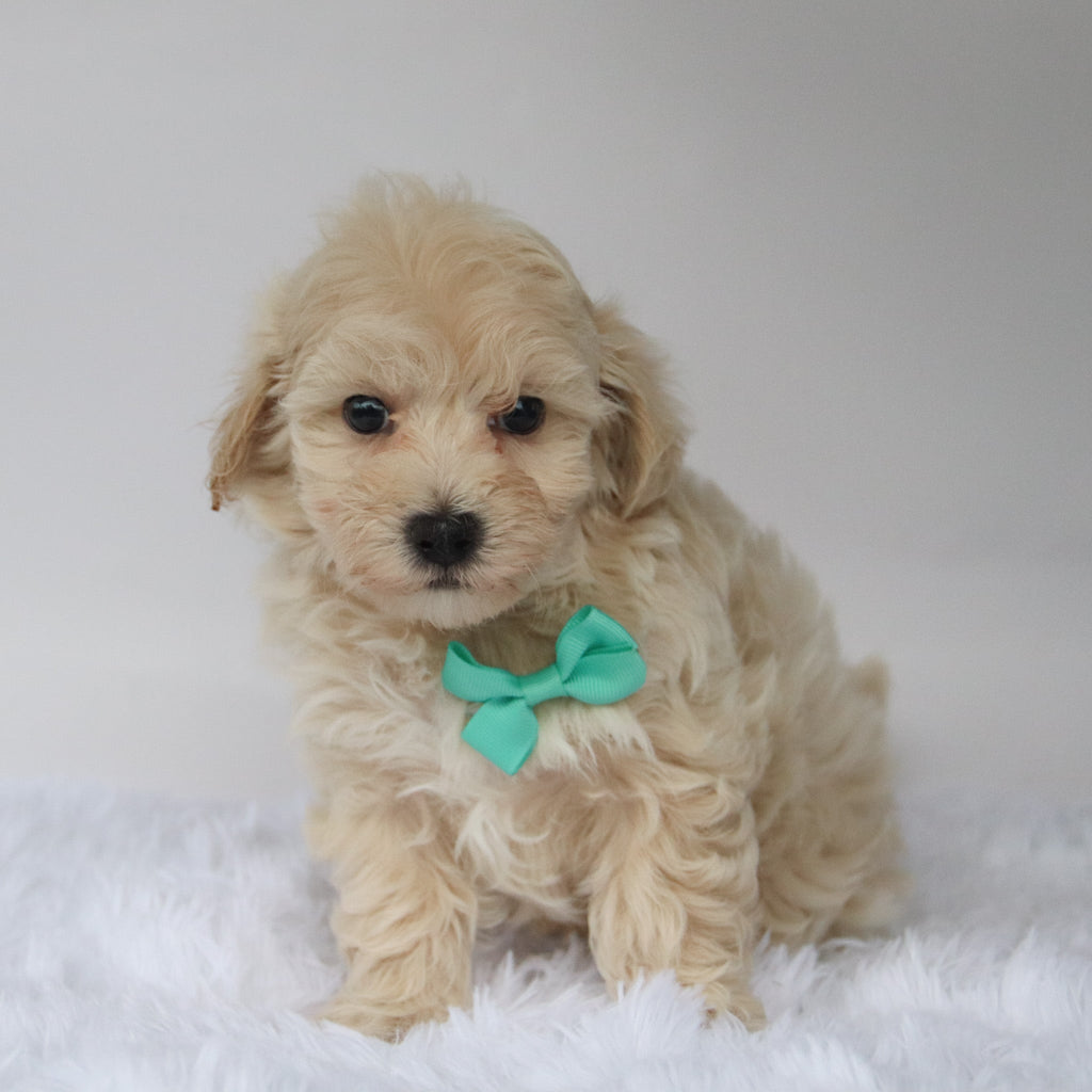 Choco - Available 10/9
