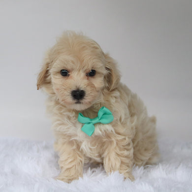 Choco - Available 10/9