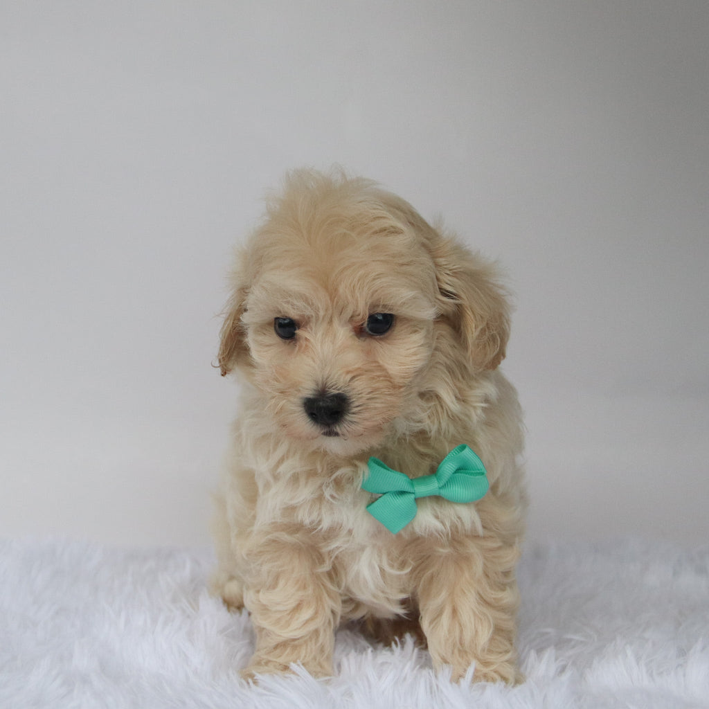 Choco - Available 10/9