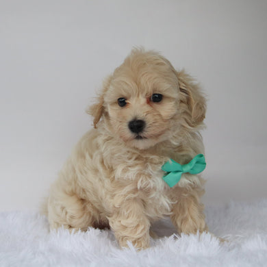 Choco - Available 10/9