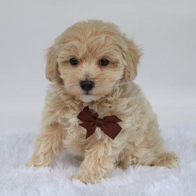 Freddy - Available 10/9