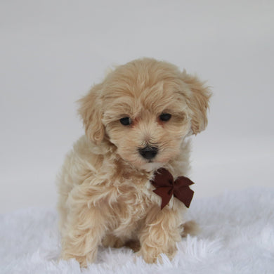 Freddy - Available 10/9