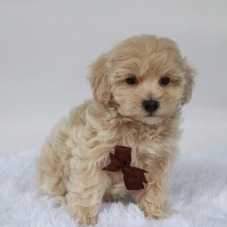 Freddy - Available 10/9