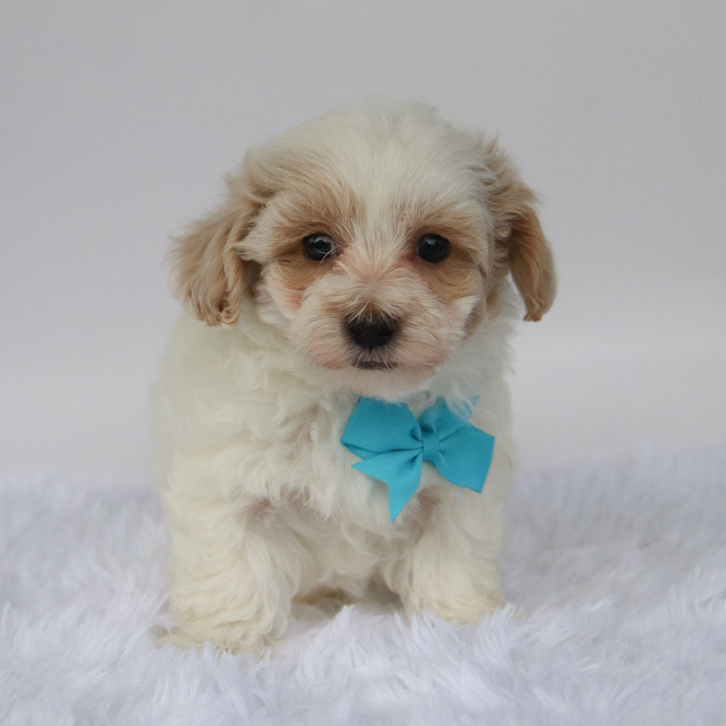 Cute Yorkie puppy resting