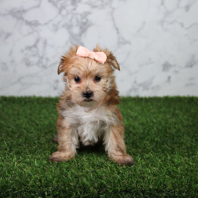 Maya - Available 5/21