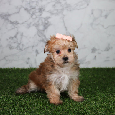 Maya - Available 5/21