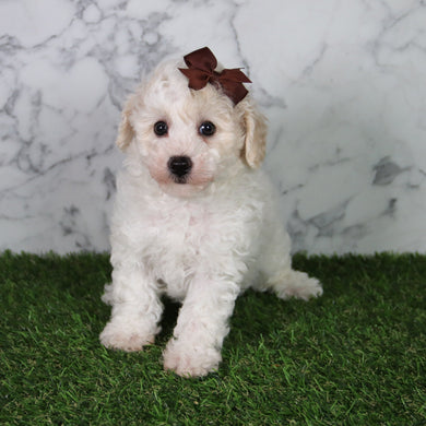 Hazel - Available 5/21