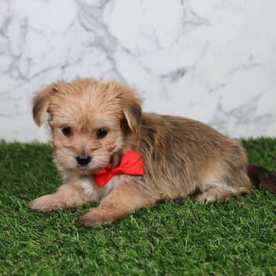 Jerry - Available 5/21