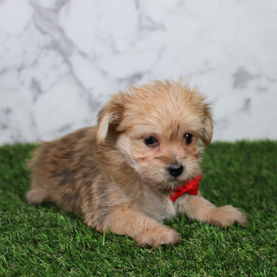 Jerry - Available 5/21