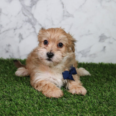 Pickles - Available 5/21