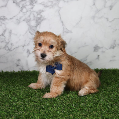 Pickles - Available 5/21