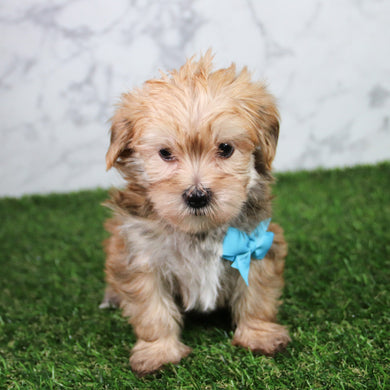 Bobo - Available 5/21