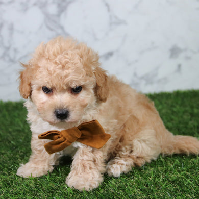 Copper - Available 5/21