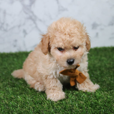 Copper - Available 5/21