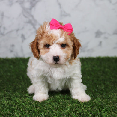 Skylar - Available 5/21