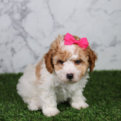 Skylar - Available 5/21