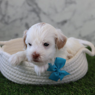 Eugene - Available 5/28