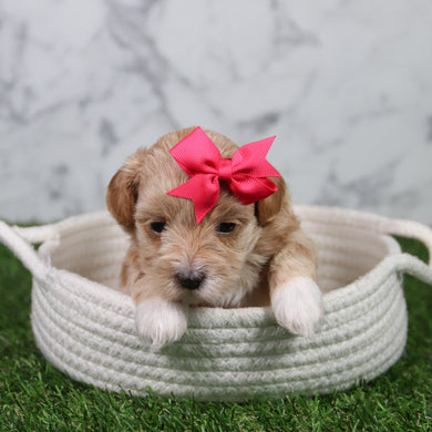 Tulip - Available 6/11