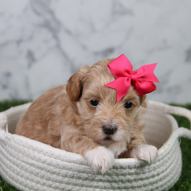 Tulip - Available 6/11