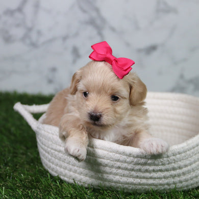 Cindy - Available 6/11