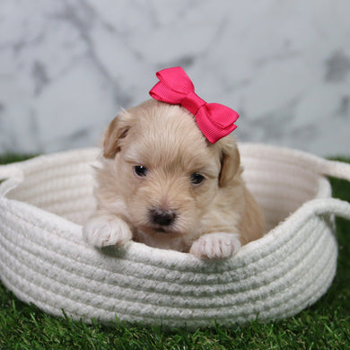 Cindy - Available 6/11