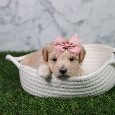 Elva - Available 6/11