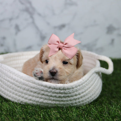 Elva - Available 6/11