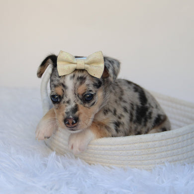 Talia - Available 9/10