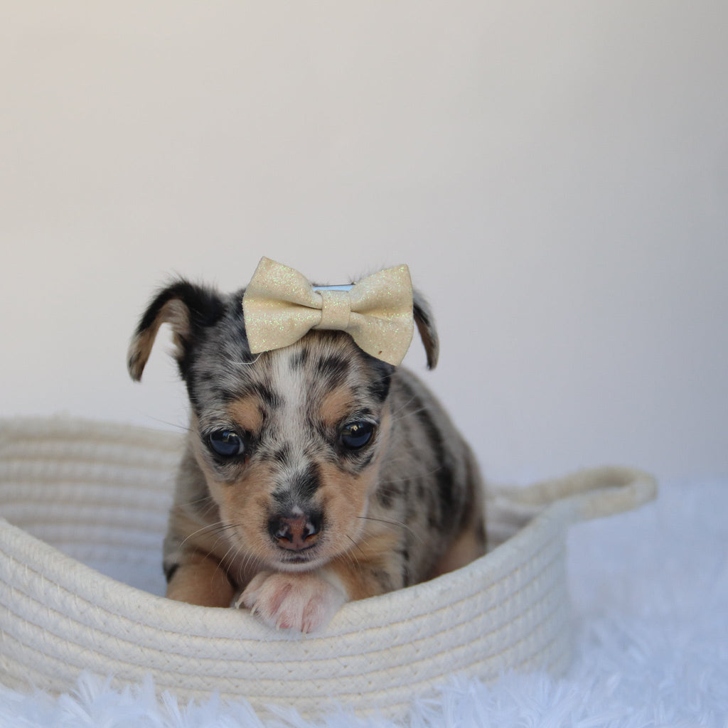 Talia - Available 9/10