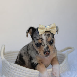 Talia - Available 9/10