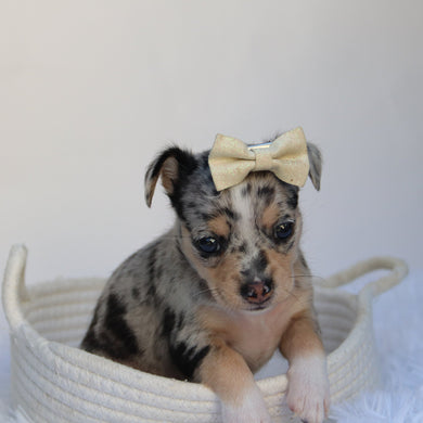 Talia - Available 9/10