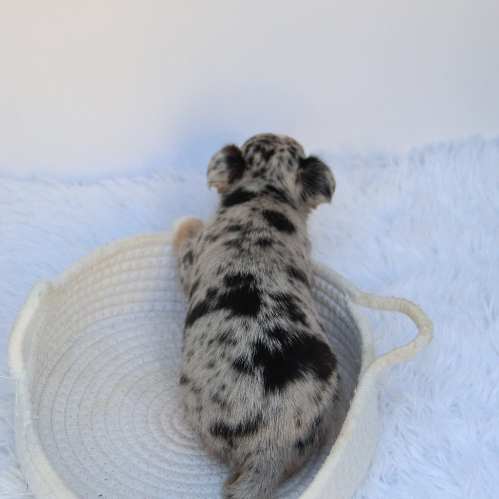 Talia - Available 9/10