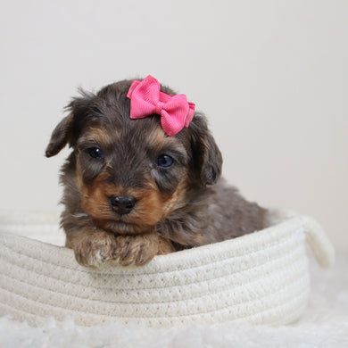 Bonnie - Available 6/11
