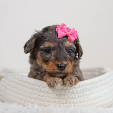 Bonnie - Available 6/11