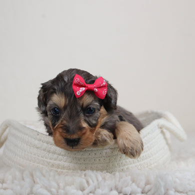 Amber - Available 6/11