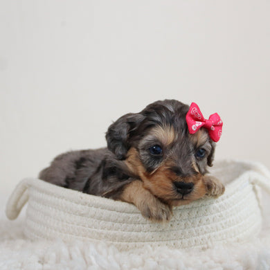 Amber - Available 6/11