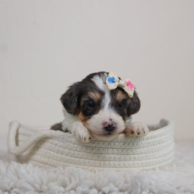 Abby - Available 6/11