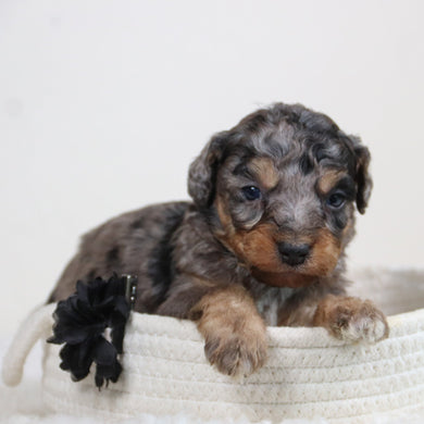 Luca - Available 6/11