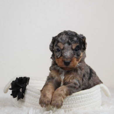 Luca - Available 6/11