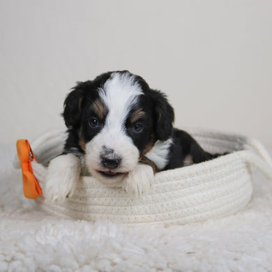 Remi - Available 6/11