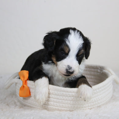 Remi - Available 6/11